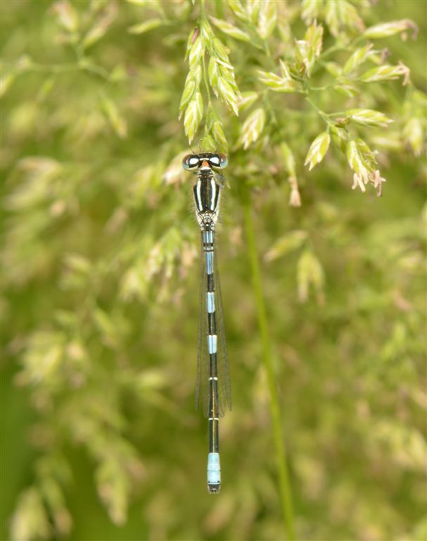 Ibrido di  Coenagron ??? no, Coenagrion scitulum